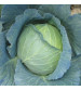 Cabbage / Patta Gobi Hybrid US-47 10 grams
